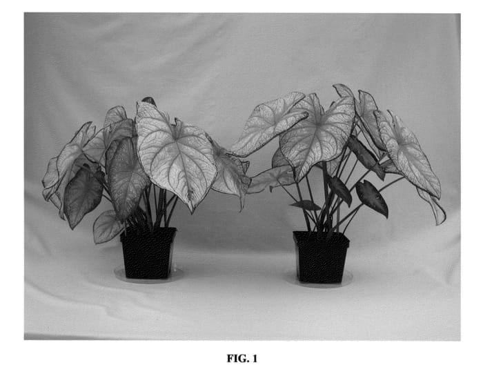 Figure 1 of US plant patent PP24327, the photograph of UF-48-5 printed in the patent.