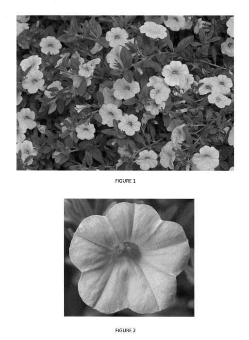 Figure 1 of US plant patent PP24328, the photograph of CBRZ0004 printed in the patent.