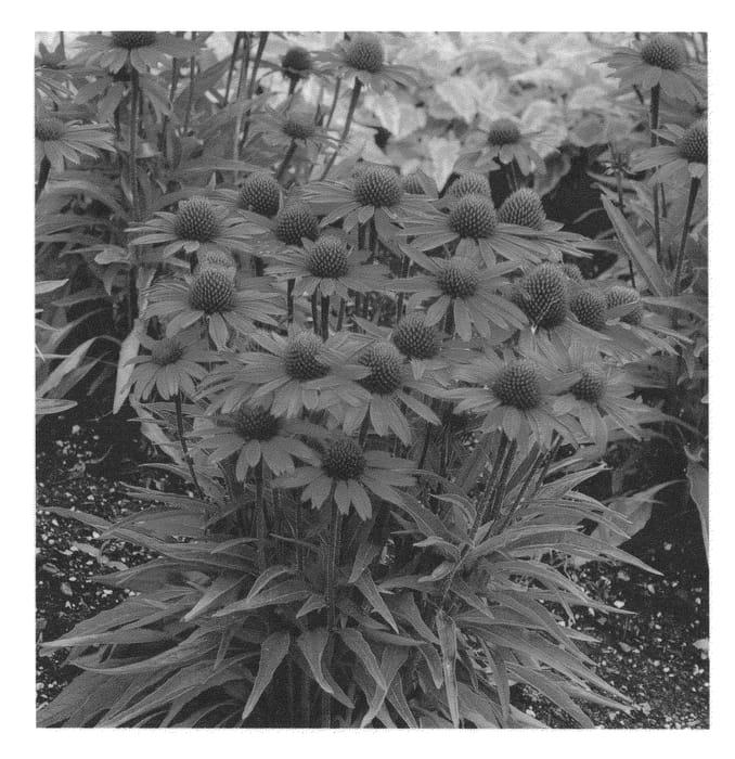 Figure 1 of US plant patent PP24329, the photograph of Glowing Dream printed in the patent.