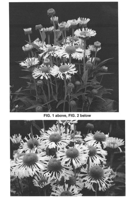 Figure 1 of US plant patent PP24330, the photograph of Ferris Wheel printed in the patent.