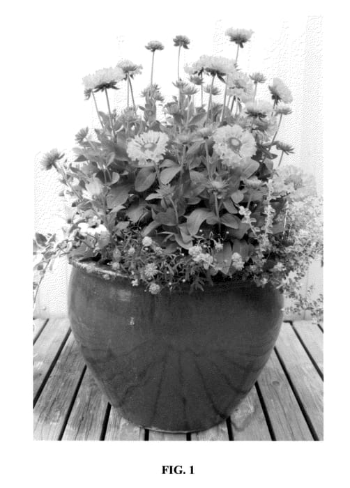 Figure 1 of US plant patent PP24331, the photograph of Moxie printed in the patent.