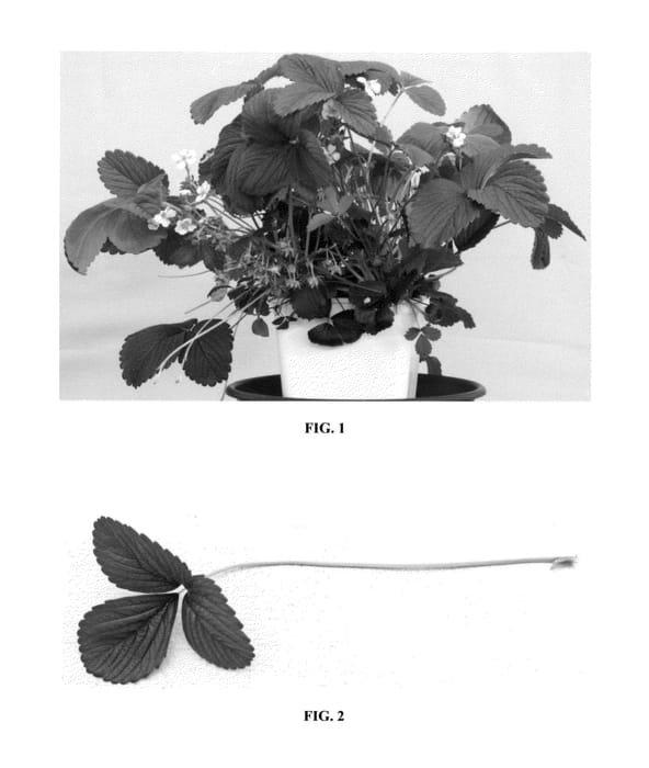 Figure 1 of US plant patent PP24332, the photograph of BBB PO 01 printed in the patent.