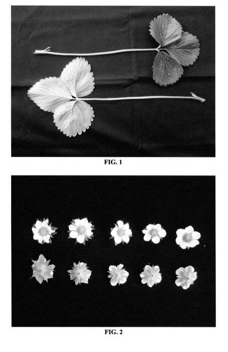 Figure 1 of US plant patent PP24333, the photograph of DrisStrawThirtyTwo printed in the patent.