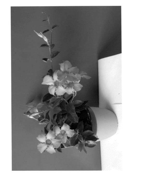 Figure 1 of US plant patent PP24334, the photograph of Lanmissouri printed in the patent.