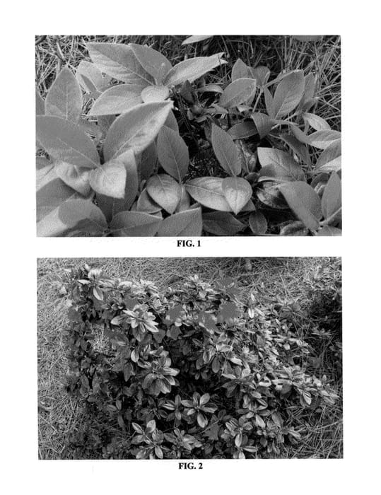 Figure 1 of US plant patent PP24335, the photograph of MNIHAR025 printed in the patent.