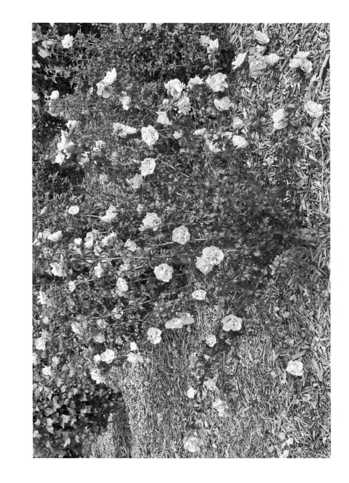 Figure 1 of US plant patent PP24336, the photograph of JWNWOOD 4 printed in the patent.