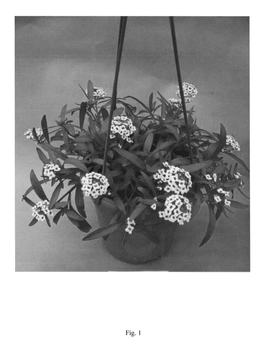 Figure 1 of US plant patent PP24337, the photograph of DLOBU2 printed in the patent.