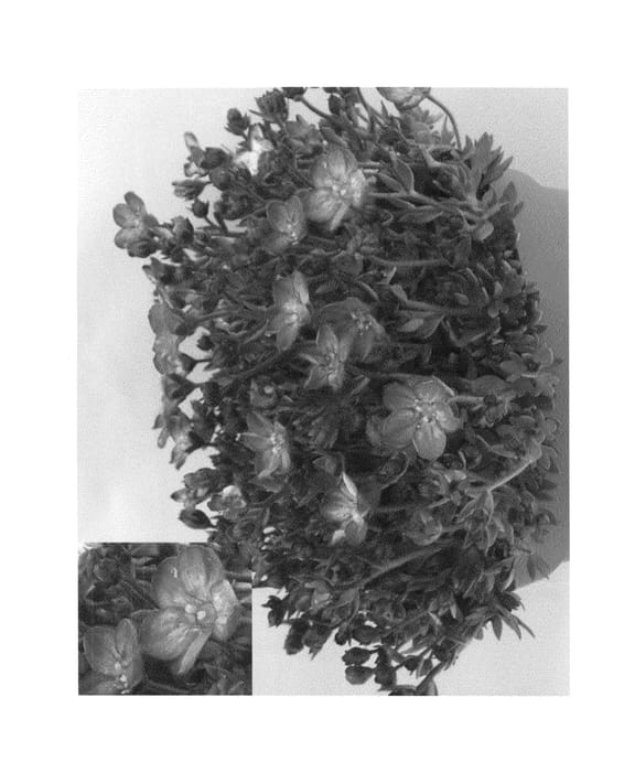 Figure 1 of US plant patent PP24338, the photograph of SAXZ0010 printed in the patent.