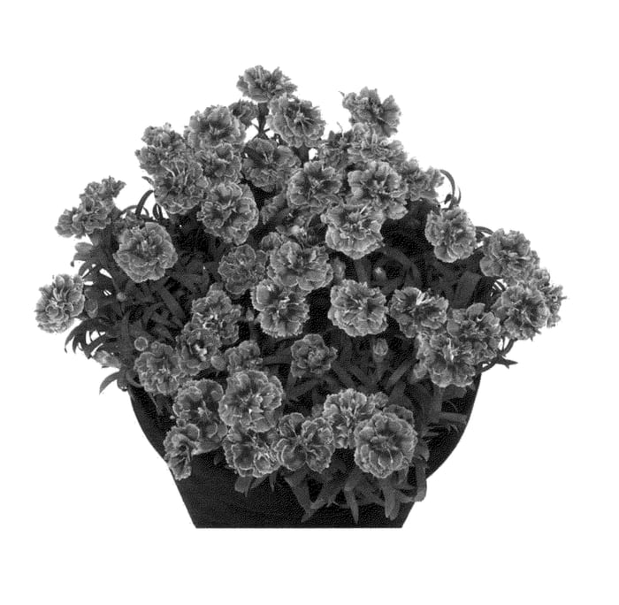 Figure 1 of US plant patent PP24339, the photograph of Hilmetal printed in the patent.
