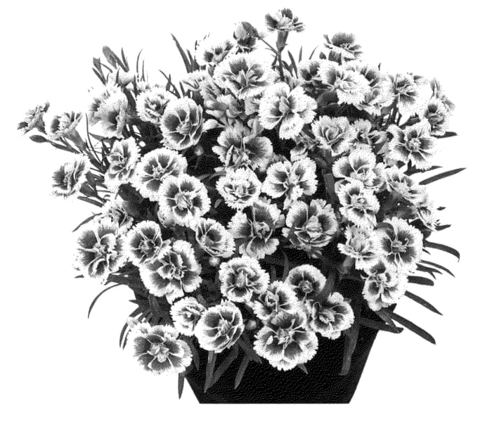 Figure 1 of US plant patent PP24340, the photograph of Hilbreye printed in the patent.