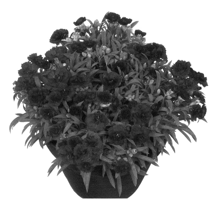 Figure 1 of US plant patent PP24341, the photograph of Hilpas printed in the patent.