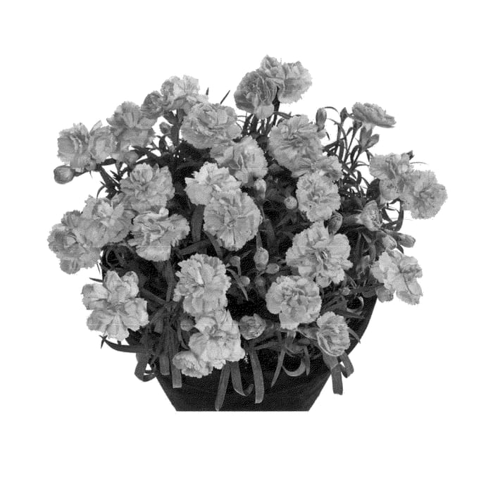 Figure 1 of US plant patent PP24342, the photograph of Hilpinkpan printed in the patent.