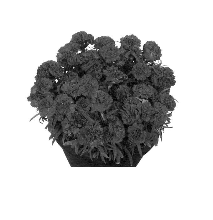 Figure 1 of US plant patent PP24343, the photograph of Hildyna printed in the patent.