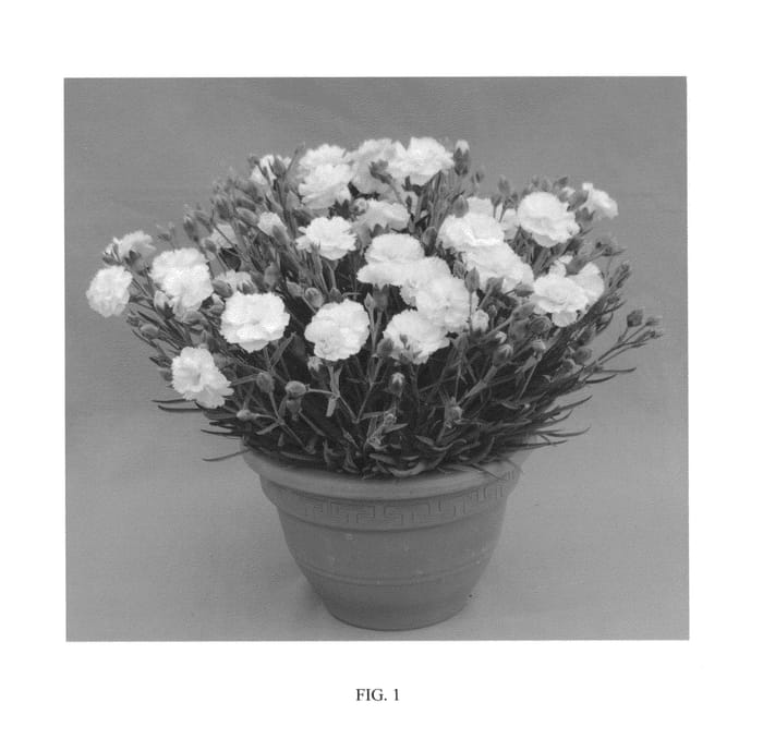 Figure 1 of US plant patent PP24344, the photograph of WP10 ELE04 printed in the patent.
