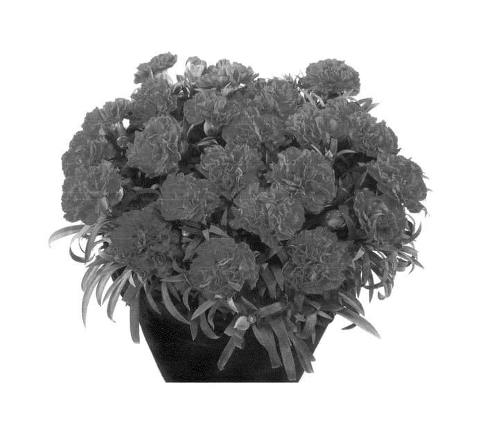 Figure 1 of US plant patent PP24345, the photograph of Hilredbu printed in the patent.