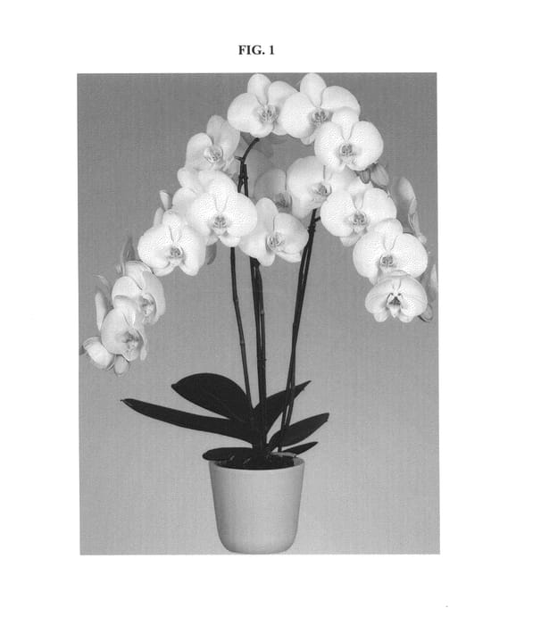 Figure 1 of US plant patent PP24346, the photograph of Dame Blanche printed in the patent.