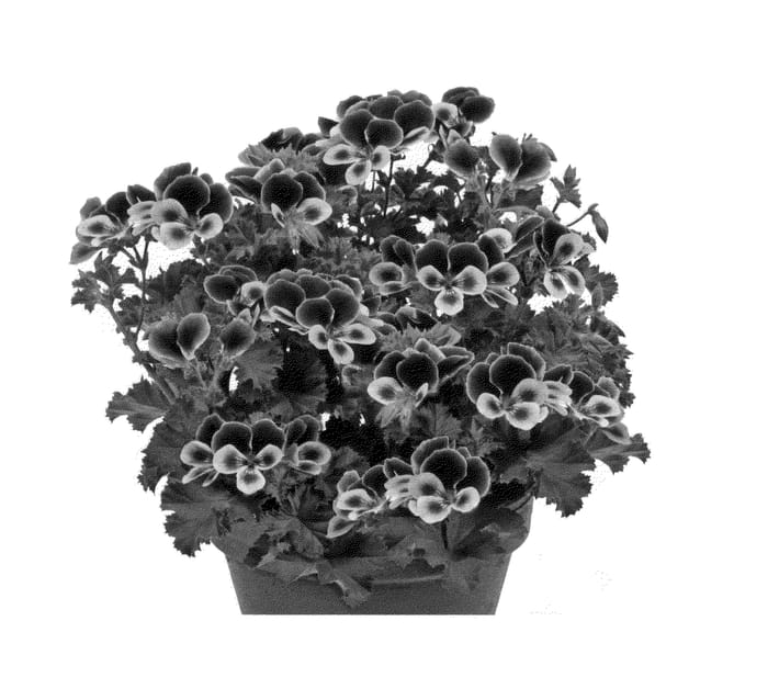 Figure 1 of US plant patent PP24347, the photograph of Pacperfu printed in the patent.