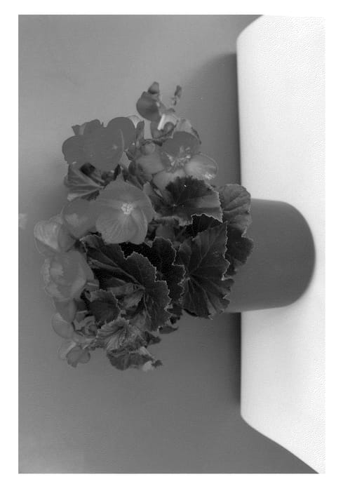 Figure 1 of US plant patent PP24348, the photograph of BKPBECBR printed in the patent.