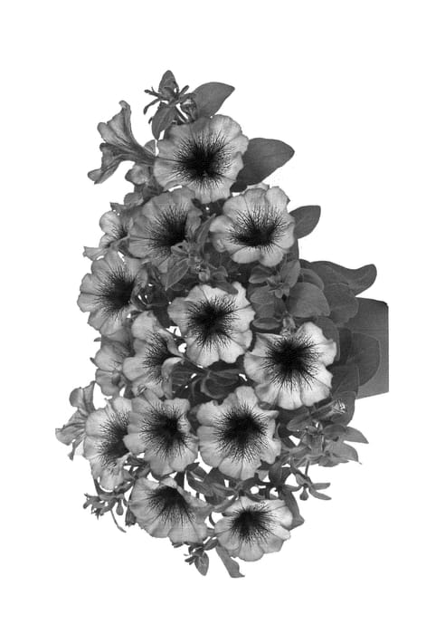 Figure 1 of US plant patent PP24349, the photograph of Fipetpurheart printed in the patent.
