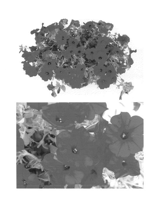 Figure 1 of US plant patent PP24350, the photograph of Sunsurf Depausa printed in the patent.