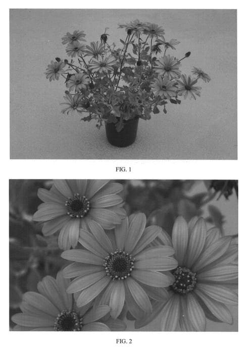 Figure 1 of US plant patent PP24351, the photograph of SAKOST8433 printed in the patent.