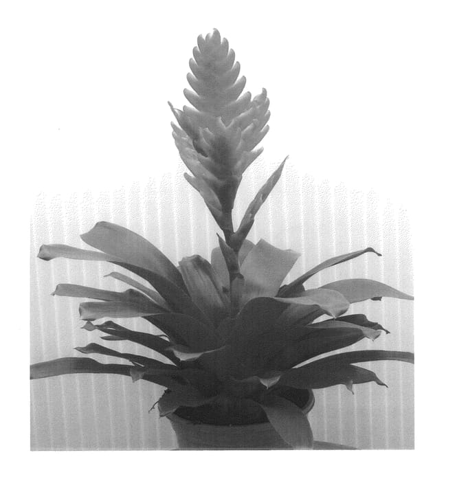 Figure 1 of US plant patent PP24352, the photograph of SPARKLE printed in the patent.