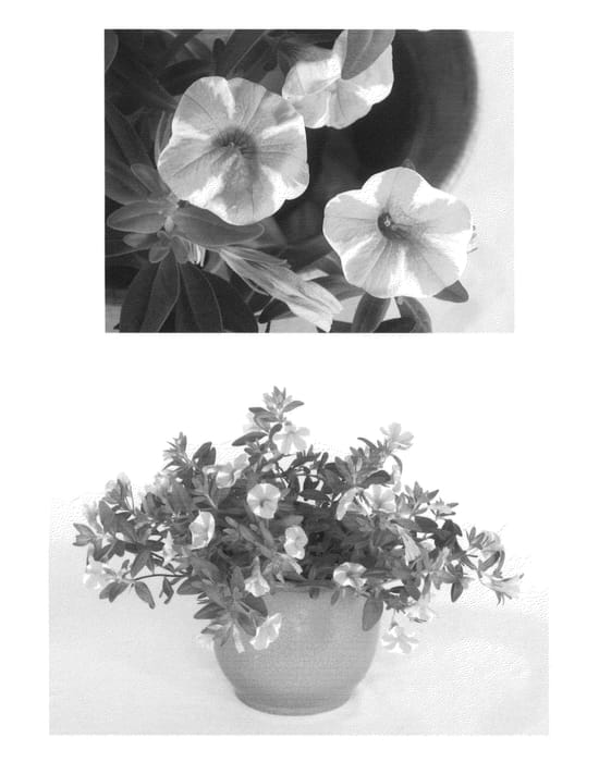 Figure 1 of US plant patent PP24353, the photograph of USCAL5302M printed in the patent.