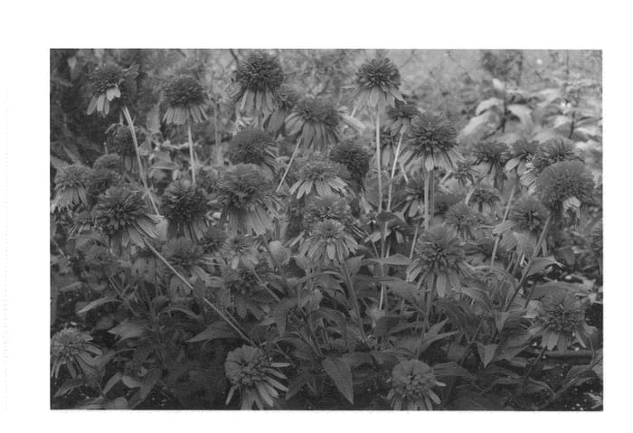 Figure 1 of US plant patent PP24354, the photograph of Secret Affair printed in the patent.