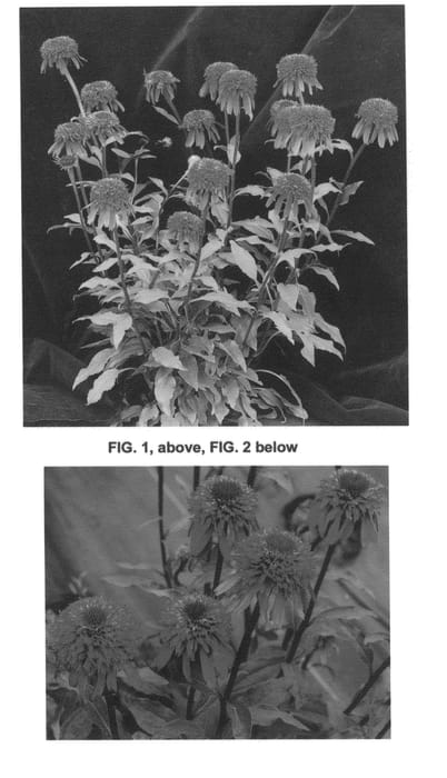 Figure 1 of US plant patent PP24355, the photograph of Cinnamon Cupcake printed in the patent.