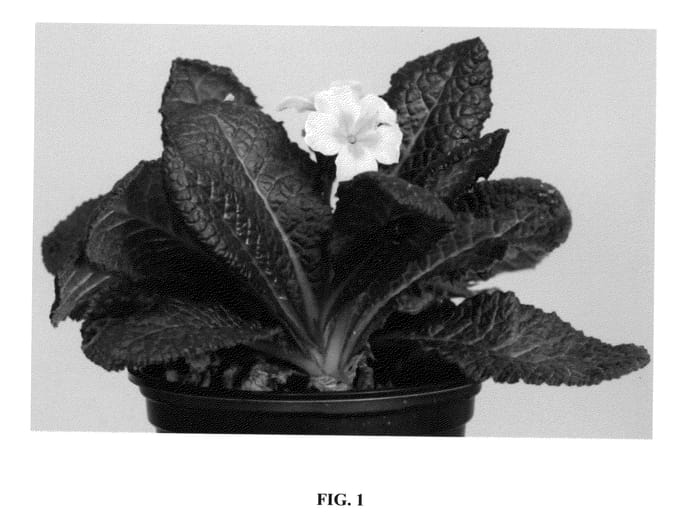 Figure 1 of US plant patent PP24356, the photograph of K22 printed in the patent.