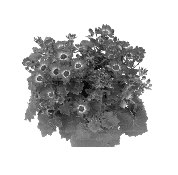 Figure 1 of US plant patent PP24357, the photograph of Ochkeirepu printed in the patent.