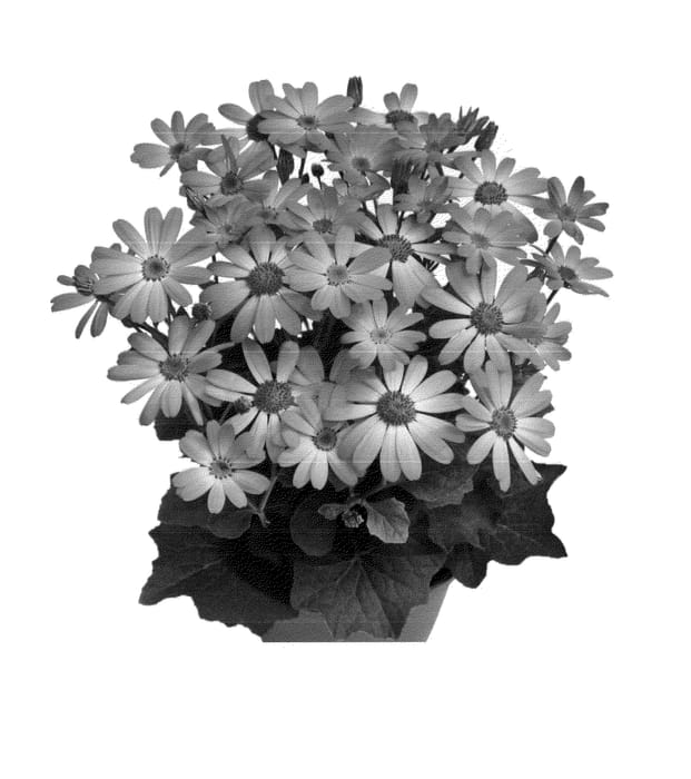 Figure 1 of US plant patent PP24358, the photograph of Ochkeipu printed in the patent.