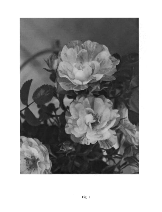 Figure 1 of US plant patent PP24359, the photograph of Noasplash printed in the patent.
