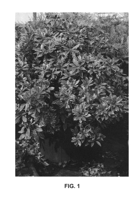 Figure 1 of US plant patent PP24360, the photograph of Conrabideau printed in the patent.