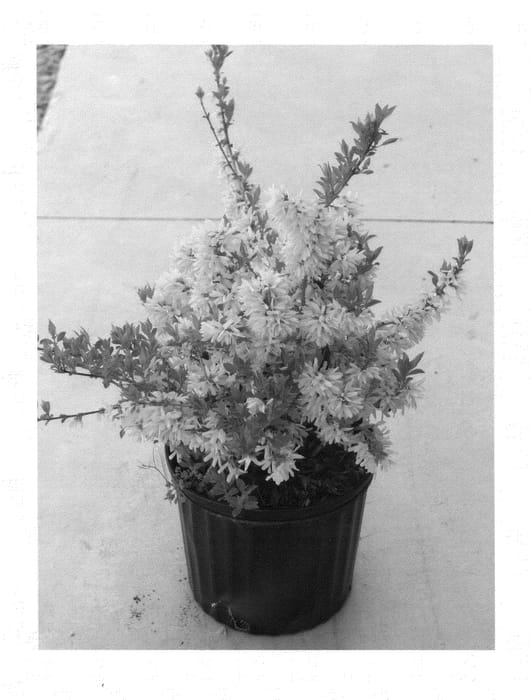 Figure 1 of US plant patent PP24361, the photograph of Minfor6 printed in the patent.