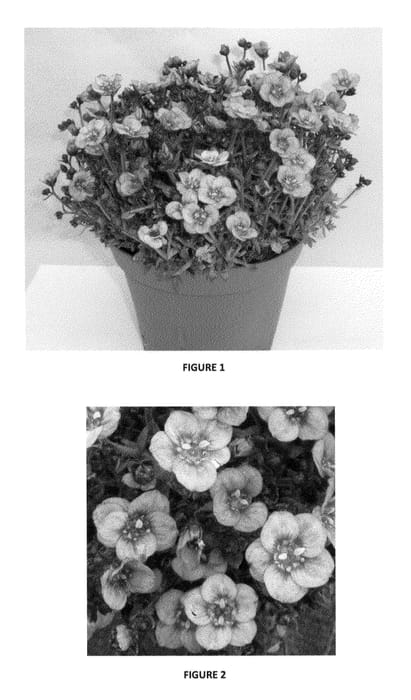 Figure 1 of US plant patent PP24362, the photograph of SAXZ0008 printed in the patent.