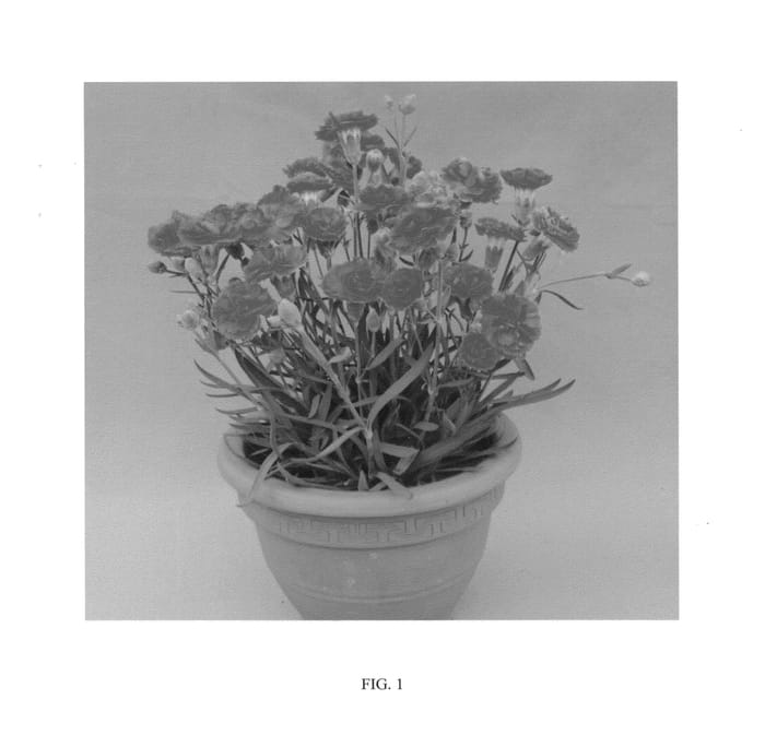 Figure 1 of US plant patent PP24363, the photograph of WP10 SAB06 printed in the patent.