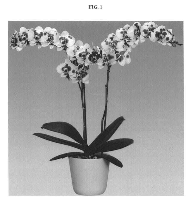 Figure 1 of US plant patent PP24364, the photograph of Troubadour printed in the patent.