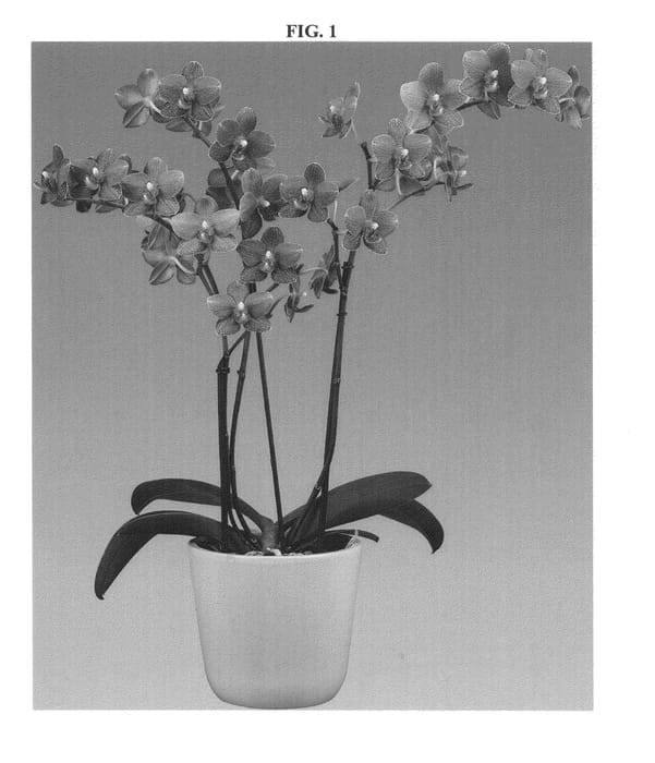 Figure 1 of US plant patent PP24365, the photograph of Humming Bird printed in the patent.