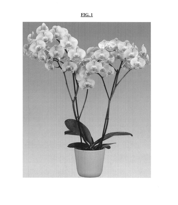 Figure 1 of US plant patent PP24366, the photograph of Brunello printed in the patent.