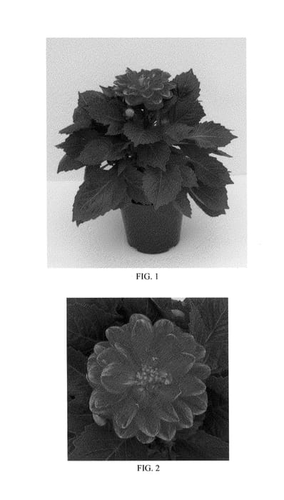 Figure 1 of US plant patent PP24367, the photograph of Dapalex printed in the patent.