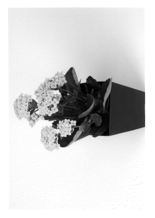 Figure 1 of US plant patent PP24368, the photograph of Joyce printed in the patent.