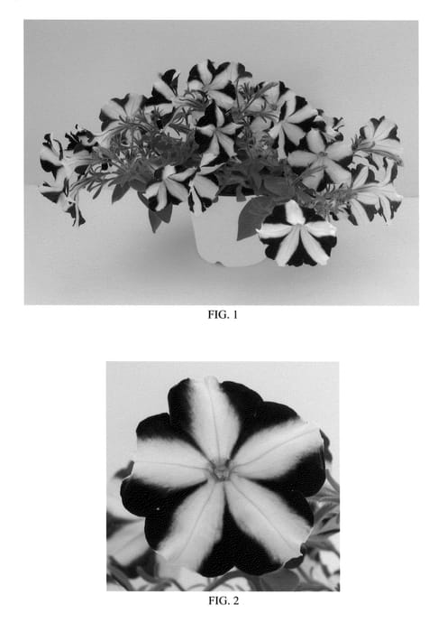 Figure 1 of US plant patent PP24369, the photograph of Balspunurst printed in the patent.