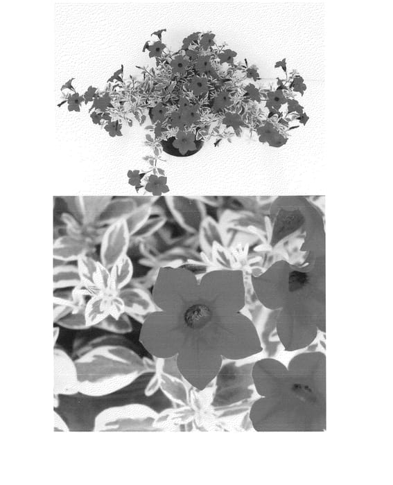 Figure 1 of US plant patent PP24370, the photograph of Sunpapuhu printed in the patent.