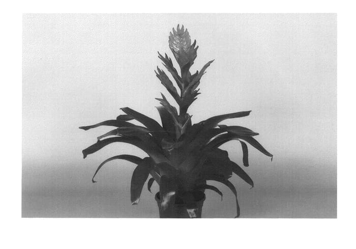 Figure 1 of US plant patent PP24371, the photograph of VENGA printed in the patent.