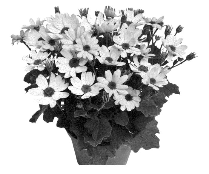Figure 1 of US plant patent PP24372, the photograph of Ochkeipila printed in the patent.