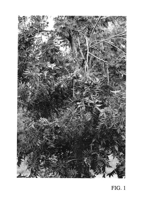 Figure 1 of US plant patent PP24373, the photograph of Cunard printed in the patent.