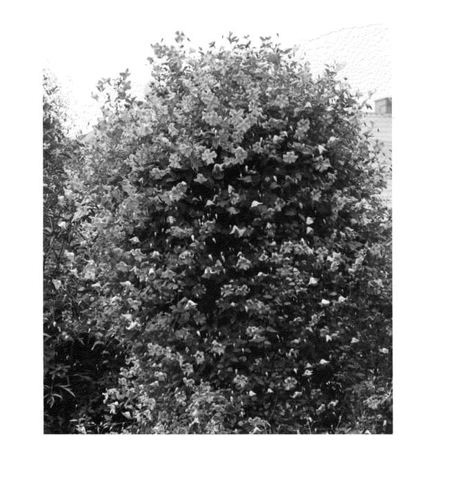 Figure 1 of US plant patent PP24374, the photograph of Krakowiak printed in the patent.
