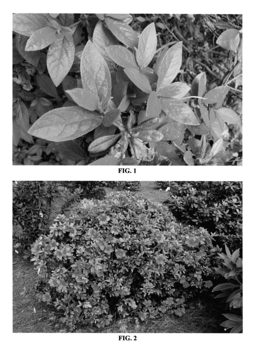 Figure 1 of US plant patent PP24375, the photograph of MNIHAR024 printed in the patent.