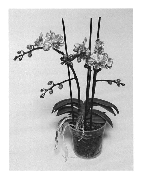 Figure 1 of US plant patent PP24376, the photograph of SUPHAL1109 printed in the patent.